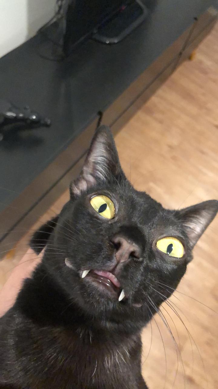 Foto do gato Loki